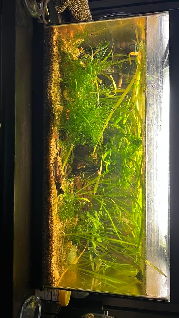 Aquarium complète, Dieren en Toebehoren, Vissen | Aquaria en Toebehoren, Zo goed als nieuw, Ophalen