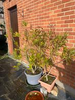 Laurier, Enlèvement, Laurier