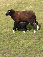 Ooien met ram lammen te koop, Mouton