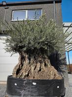 Olijfboom Olea Europaea Bonsai - pracht exemplaar, Tuin en Terras, Ophalen, Olijfboom