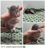 Standaard ratten en dwergratten, Dieren en Toebehoren, Maart, Meerdere dieren