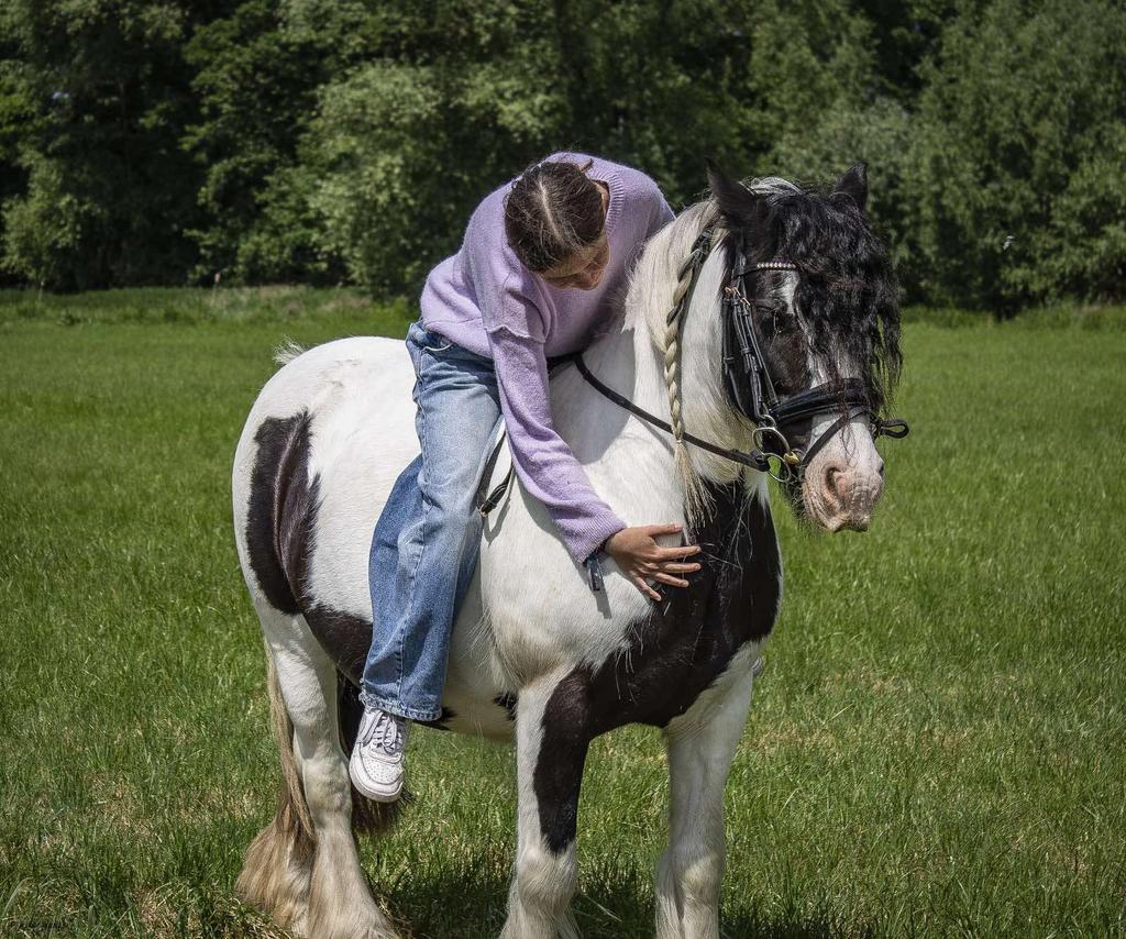 Paardje gezocht, Animaux & Accessoires, Chevaux, Jument, Débourré, 160 à 165 cm, 7 à 10 ans, Cheval de saut, Vermifugé, Vacciné