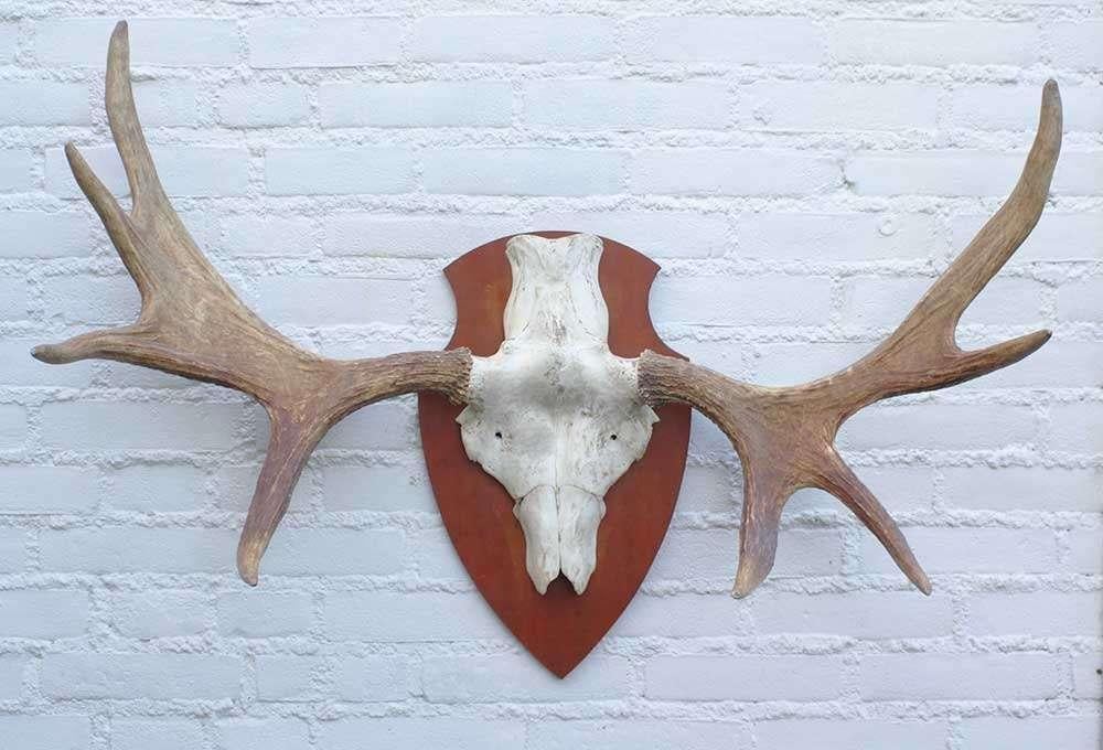 SCANDINAVISCH ELAND GEWEI OP HOUTEN SCHILD (ref. O), Ophalen of Verzenden, Gebruikt, Hert, Gewei of Kop