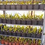 100 palmboom stekken | Trachycarpus wagnerianus | €2,99 p.s., In pot, Verzenden, Halfschaduw, Lente