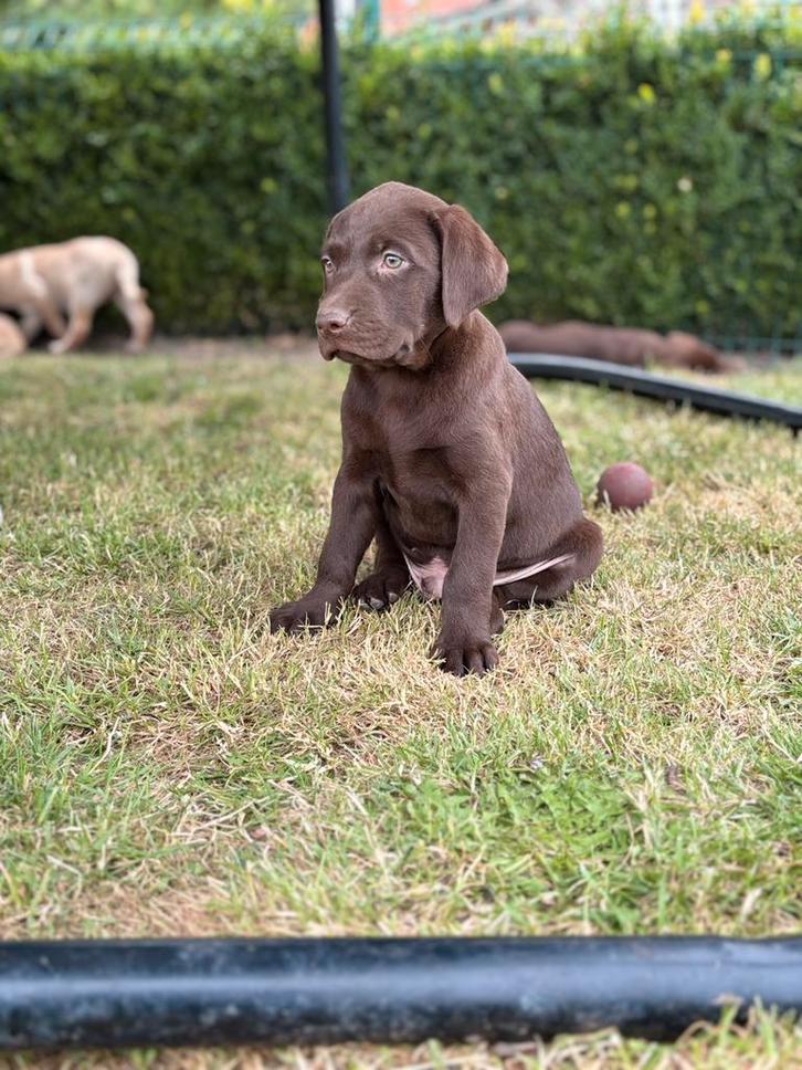 Labrador 750 euros, Animaux & Accessoires, Chiens | Retrievers, Épagneuls & Chiens d'eau, Plusieurs animaux, Labrador retriever