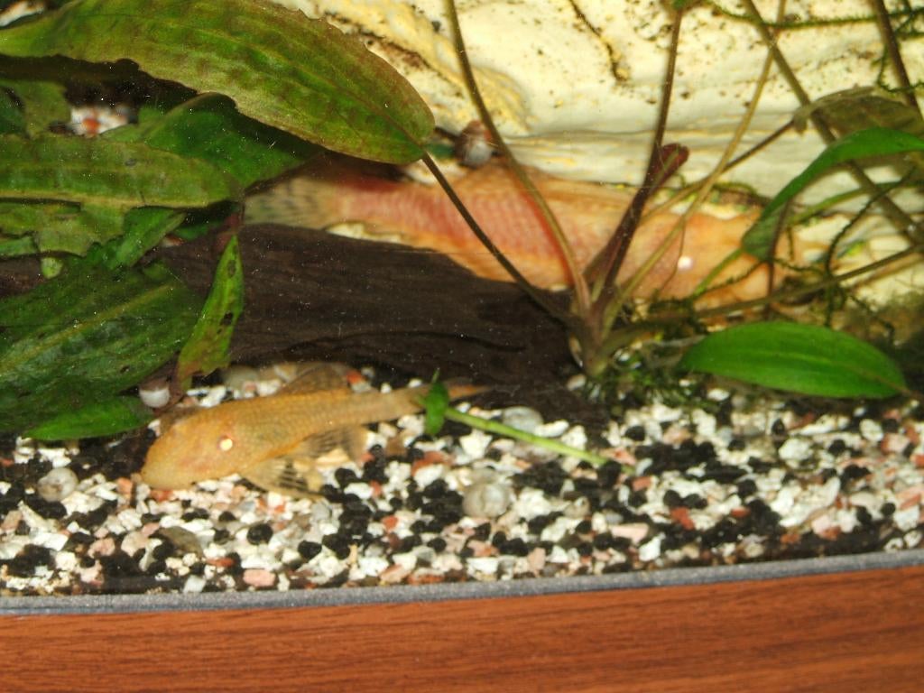 Kweekgroep L144 albino ancistrus, Dieren en Toebehoren, Vissen | Aquariumvissen