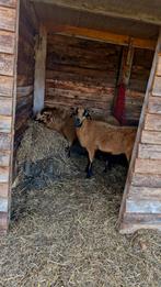 Koppel Kameroen schapen, Dieren en Toebehoren