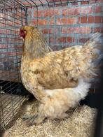Brahma hen, Dieren en Toebehoren
