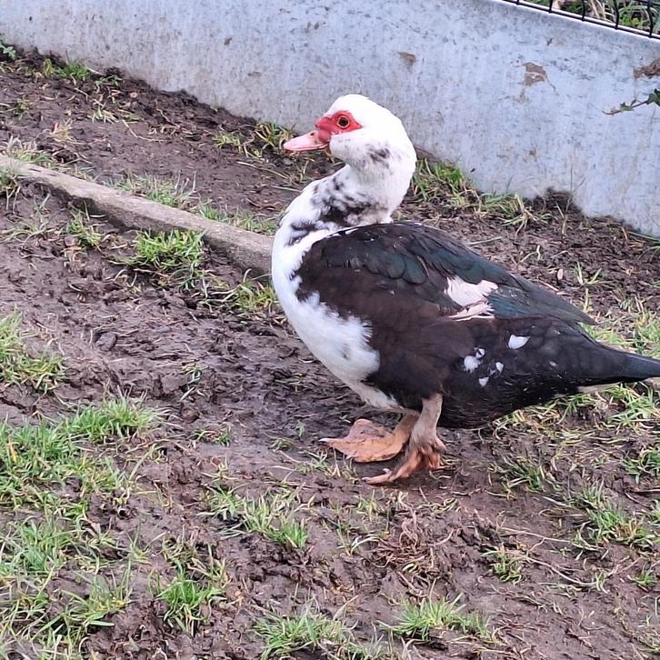 Barberie eenden, Dieren en Toebehoren, Pluimvee, Eend