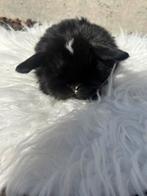 Minilop, Animaux & Accessoires, Lapins