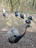 Kalkoenen en nandoe en kangoeroe, Dieren en Toebehoren