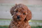 Prachtige dwergpoedel pups, met stamboom (geteste ouders), Poedel, Parvo, België, 8 tot 15 weken