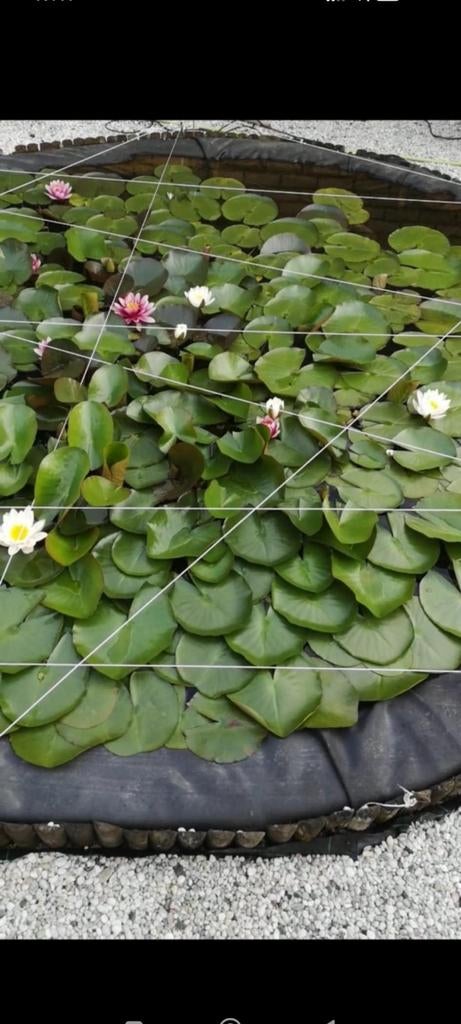 Nénuphars blanc et rose, Tuin en Terras, Vijvers