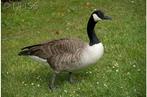 Canadese gans groot vrouwelijk, geleewiekt, Animaux & Accessoires, Volatiles, Femelle, Oie ou Cygne