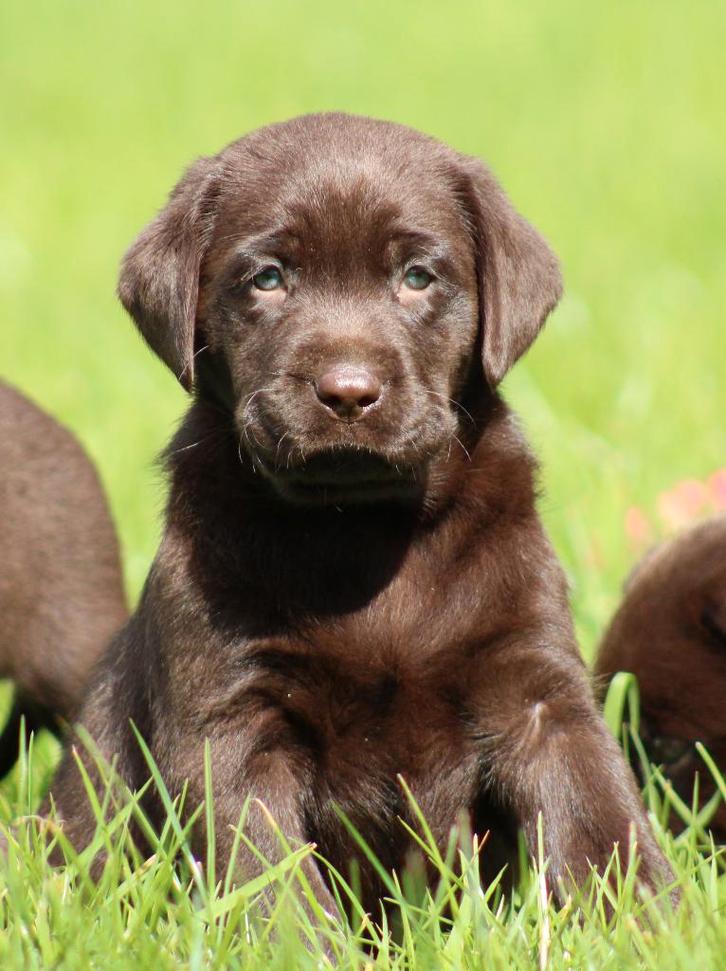 Labrador pups, Dieren en Toebehoren, Honden | Retrievers, Spaniëls en Waterhonden, Meerdere dieren, Labrador retriever, Fokker | Professioneel