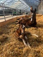 Fokmerries te koop, Dieren en Toebehoren, Merrie