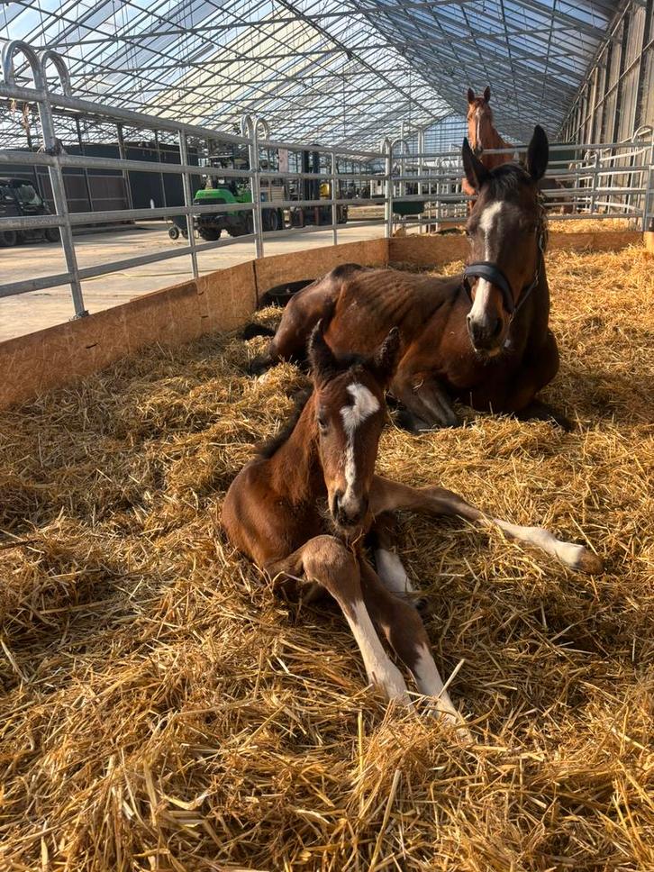 Fokmerries te koop, Animaux & Accessoires, Chevaux & Poneys | Étalons & Juments poulinières, Jument