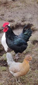 haan, Dieren en Toebehoren, Juli, Mannelijk