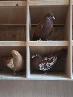 Nederlandse Hoogvliegers vliegtype, Dieren en Toebehoren, Vogels | Duiven