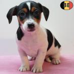 Jack Russell - chiots belges à vendre, Animaux & Accessoires, Commerçant, 8 à 15 semaines, Plusieurs, Jack Russel Terrier