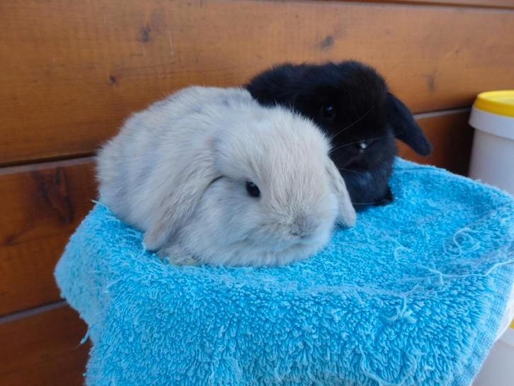 minilop/nhd koppeltje, Dieren en Toebehoren, Konijnen, Dwerg, Meerdere dieren, 0 tot 2 jaar, Hangoor