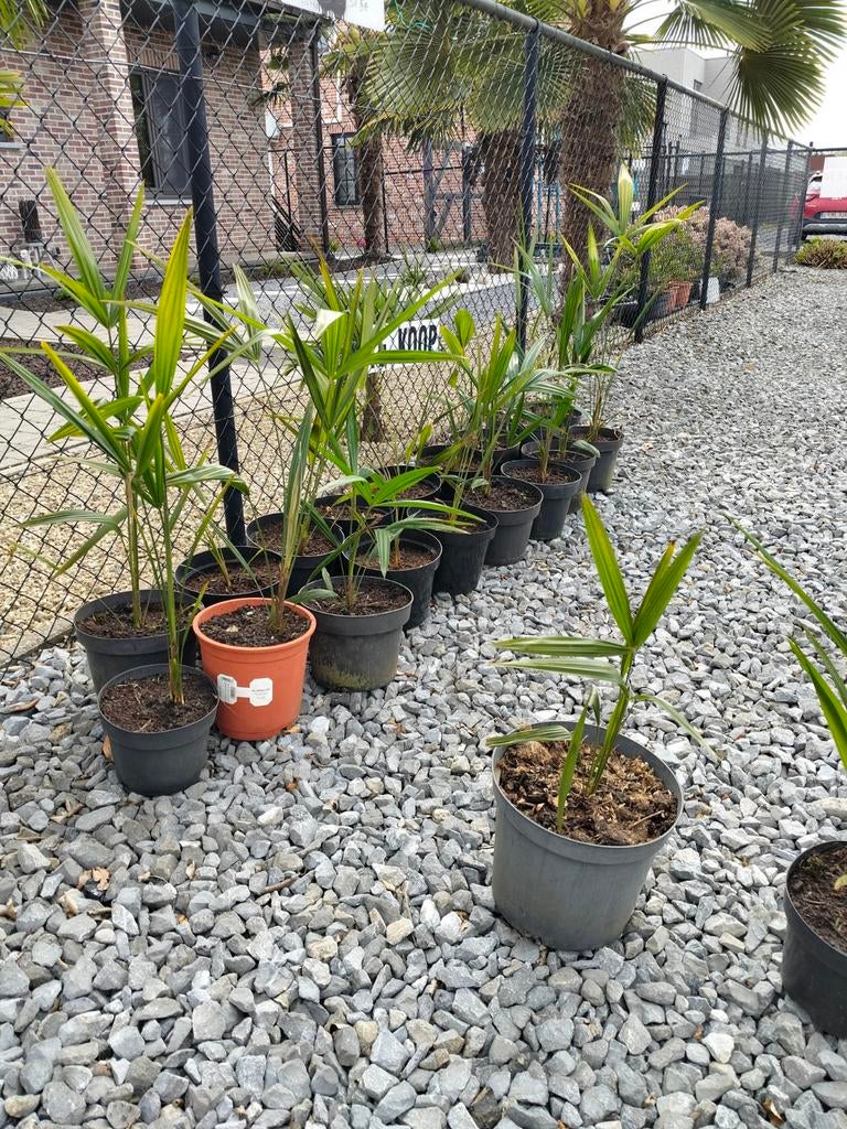 Palmboomjes, Ophalen of Verzenden