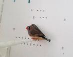 Jeunes pinsons zèbres, Animaux & Accessoires, Oiseaux | Oiseaux Autre, Plusieurs animaux