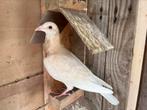 Jonge Sion duiver, Animaux & Accessoires, Oiseaux | Pigeons, Pigeon voyageur, Mâle
