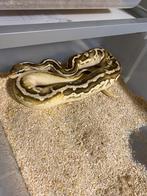 Colectie ball pythons, Dieren en Toebehoren, Reptielen en Amfibieën