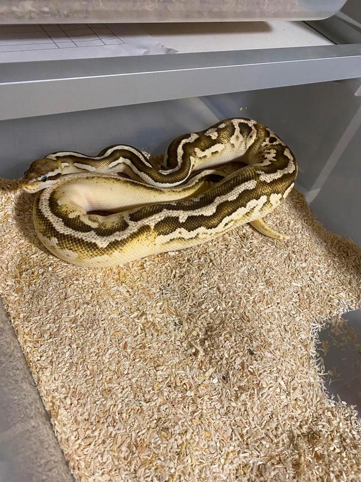 Colectie ball pythons, Dieren en Toebehoren, Reptielen en Amfibieën