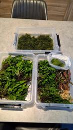 Javamos - mos - aquarium - aquariumplanten, Enlèvement, Neuf, Plante(s), Pierre ou Bois