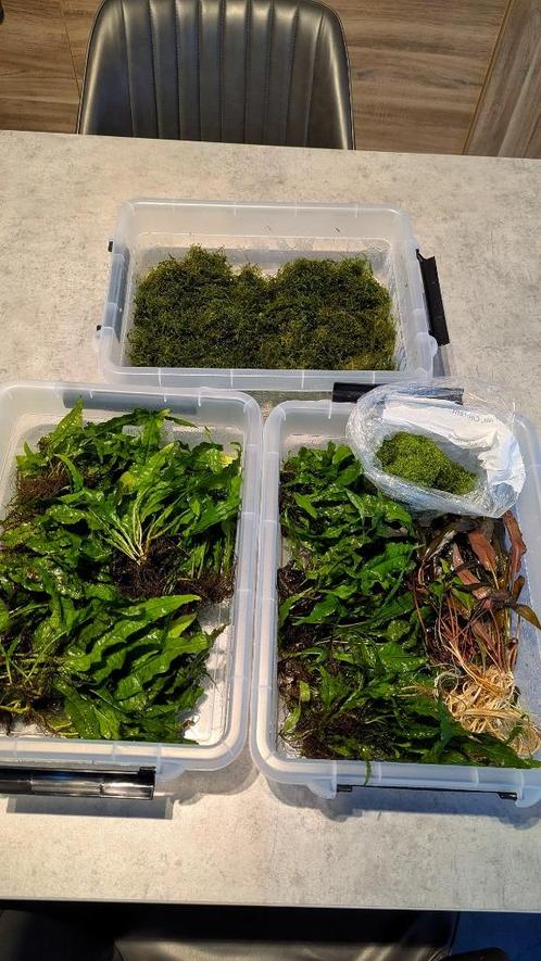Javamos - mos - aquarium - aquariumplanten, Dieren en Toebehoren, Vissen | Aquaria en Toebehoren, Nieuw, Plant(en), Steen of Hout