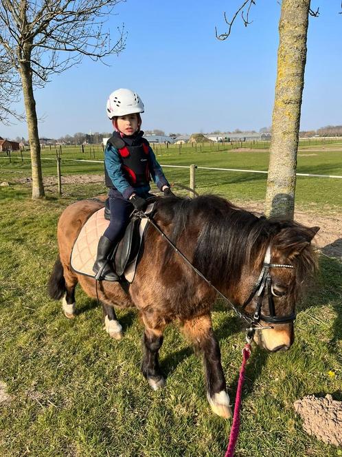 Weidemaatje zoekt een 5 sterren huisje, Dieren en Toebehoren, Pony's, Ruin, B pony (1.17m tot 1.27m), 11 jaar of ouder, Gechipt