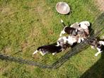 Jack Russel pups, Dieren en Toebehoren, Honden | Jack Russells en Terriërs, België, Jack Russell Terriër, Reu, CDV (hondenziekte)