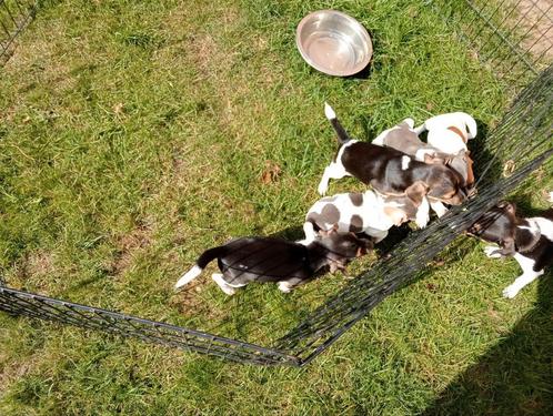 Jack Russel pups, Dieren en Toebehoren, Honden | Jack Russells en Terriërs, Reu, Jack Russell Terriër, Fokker | Professioneel