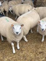 Schapen, Dieren en Toebehoren, Meerdere dieren, Schaap, 0 tot 2 jaar