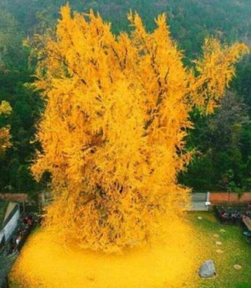 Ginkgo Biloba bomen 2 meter hoog,  levend fossiel! beschikbaar voor biedingen