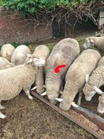 ram, Mannelijk, Schaap, 3 tot 5 jaar