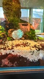 2 dwerg gourami