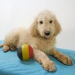 Labradoodle - Belgische pups te koop, CDV (hondenziekte), Meerdere, 8 tot 15 weken, Meerdere dieren