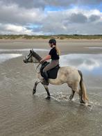 D pony te koop merrie, Dieren en Toebehoren, Paarden, Merrie, Minder dan 160 cm, Zadelmak, 3 tot 6 jaar