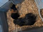 2 vrouwelijke cavias met kooi en toebehoren, Dieren en Toebehoren, Knaagdieren, Vrouwelijk, Cavia, Tam