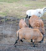 Moutons du Cameroun, Jardin & Terrasse, Abris de jardin