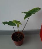 Syngonium variegata, Huis en Inrichting, Kamerplanten, Ophalen of Verzenden