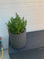 Bloempot + Chinese Buxusplant, Tuin en Terras, Planten | Tuinplanten, Ophalen