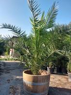 Palmbomen koopjes grote dadelpalmen slechts 35€, Tuin en Terras, Bloembollen en Zaden, Ophalen