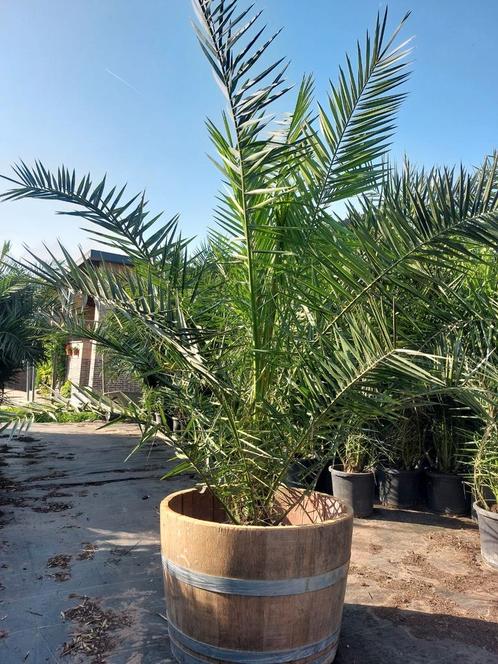 Palmbomen koopjes grote dadelpalmen slechts 35€, Tuin en Terras, Bloembollen en Zaden, Ophalen
