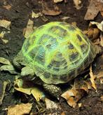 Vierteen landschildpad vrouwtje, Dieren en Toebehoren, Reptielen en Amfibieën, Schildpad