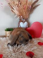 Franse hangoor ram, Mâle, Grand, Oreilles tombantes, 0 à 2 ans