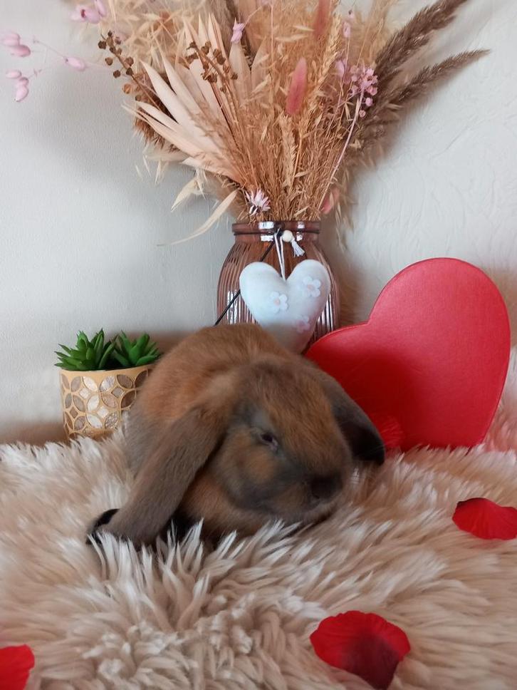 Franse hangoor ram, Animaux & Accessoires, Lapins, Grand, Mâle, 0 à 2 ans, Oreilles tombantes